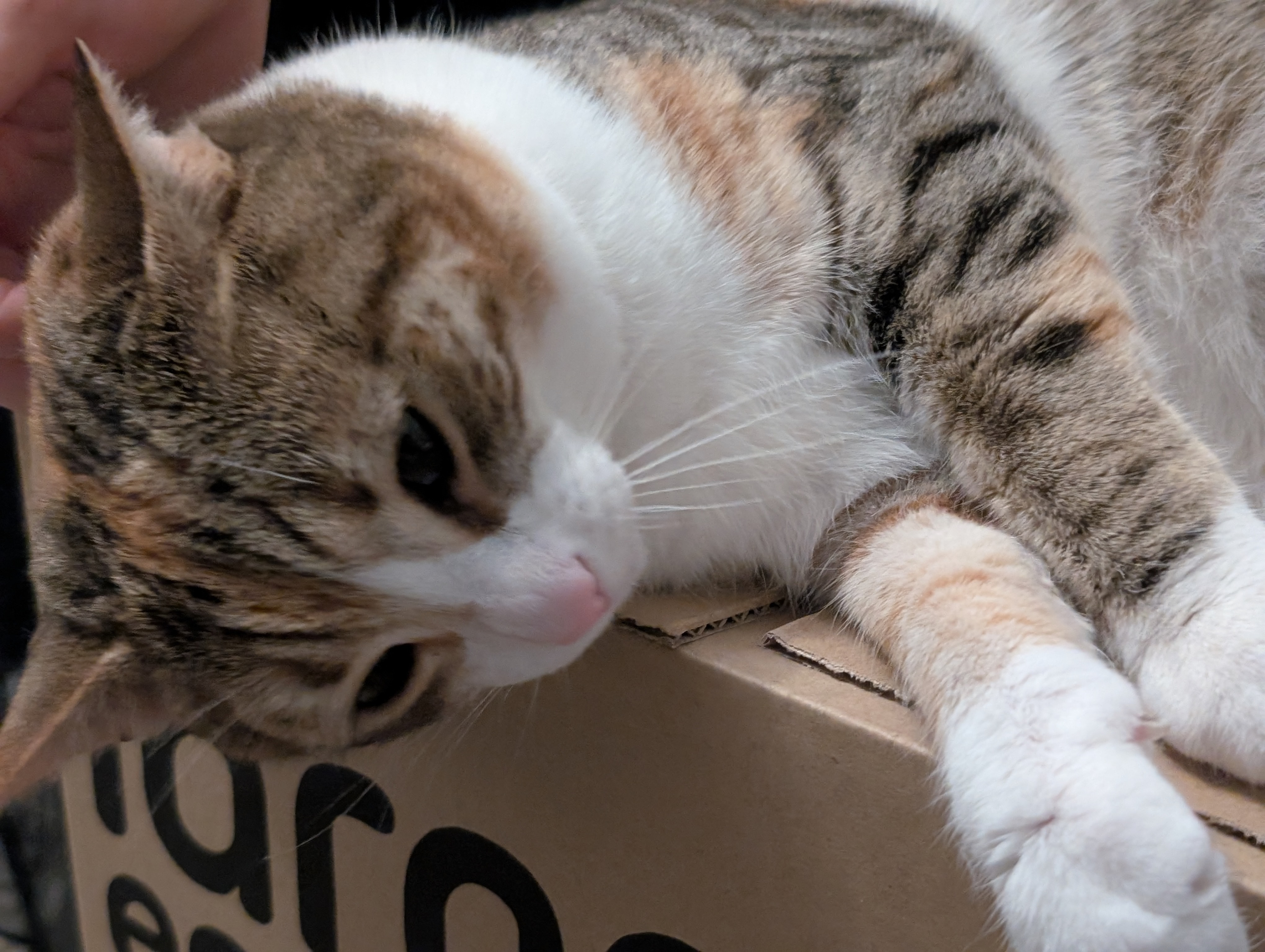 cat